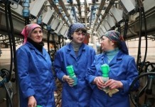 Что помогает животноводам МТК «Коробчино» повышать надои молока