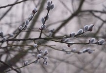 Прогноз погоды