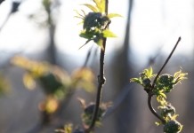 До +18°С ожидается в Беларуси 1 мая