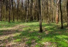 До +15°С ожидается в Беларуси 21 апреля