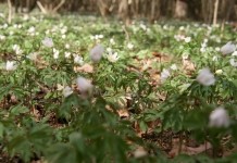 Подснежники