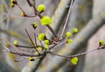 До +11°С и без осадков ожидается в Беларуси 20 апреля