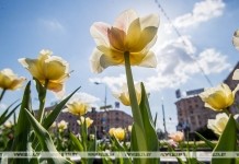 До +27°С ожидается в Беларуси 11 мая