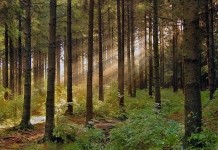 В районе снят запрет на посещение лесов