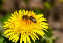 До +24°С и без существенных осадков будет в Беларуси в выходные