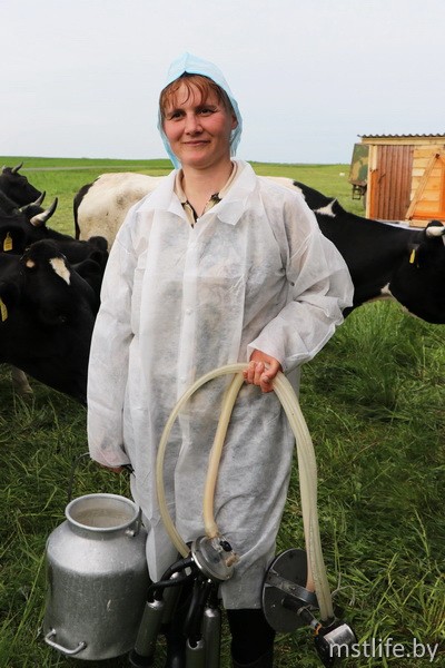 Пуд молока от коровы. Как влияет удой и качество молока на зарплату доярки