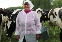 Пуд молока от коровы. Как влияет удой и качество молока на зарплату доярки