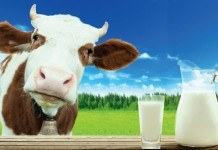 Продуктивность молочного стада на летних травах