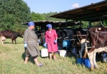Летнее молоко мстиславских животноводов
