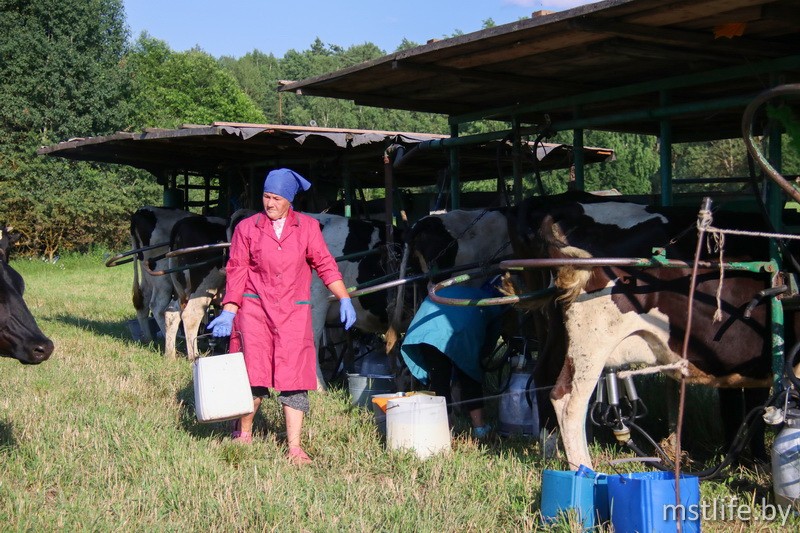Летнее молоко мстиславских животноводов