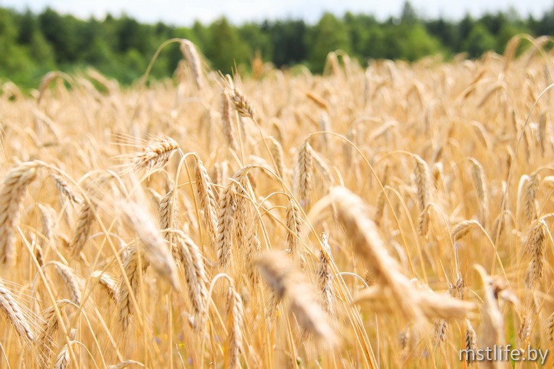 На мстиславских полях убраны первые сотни гектаров хлеба