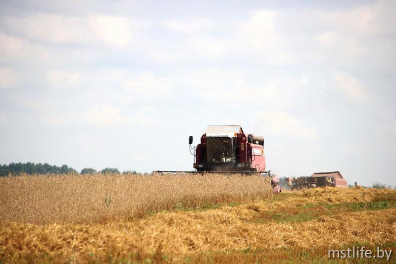 Аграрии Мстиславского района обмолотили более 10 тысяч гектаров зерновых