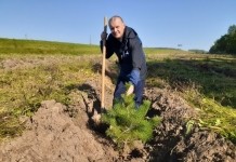 Экология родного края. Как в агрогородке Ходосы заложили хвойный лес