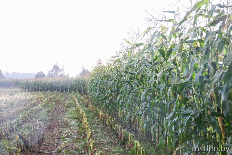 Аграрии Мстиславского района убрали кукурузу на 60% от запланированной площади