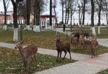 Гуляют сами по себе. Почему олени не перестают удивлять горожан