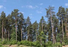 Высокий класс пожарной опасности установился в лесах района