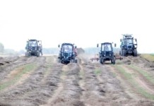 Льнозаводчане активно ведут уборку льнотресты