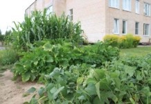 Рязанцевская школа стала экспериментальной площадкой Белорусского зелёного креста