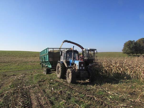 Сельхозпредприятия района убирают кукурузу на силос