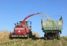 Сельхозпредприятия района убирают кукурузу на силос