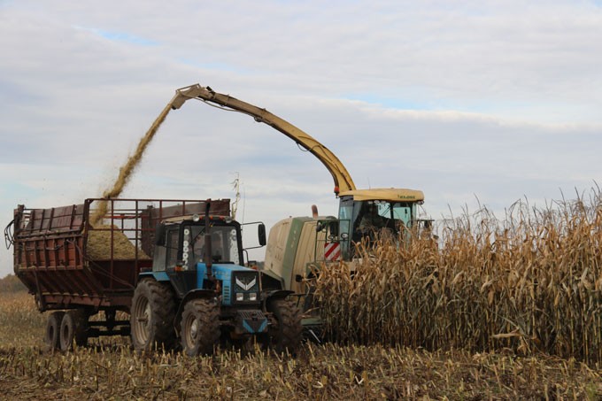 Аграрии района выполнили половину плана заготовки кормов из кукурузы
