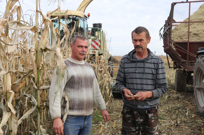 Аграрии района выполнили половину плана заготовки кормов из кукурузы