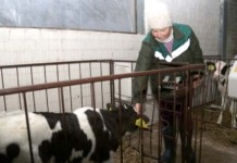 Посмотрите, как в «МушиноАгро» организовано содержание телят
