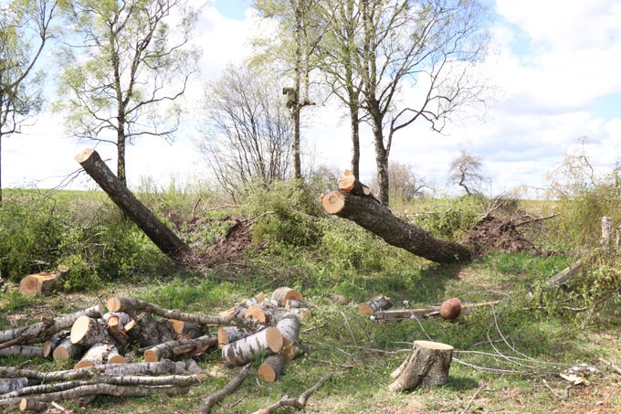 В Мстиславском районе продолжают устранять последствия ураганного ветра