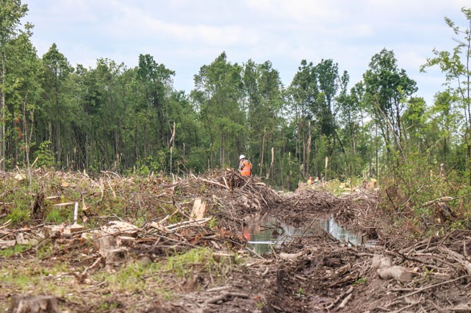 На разработке ветровалов в Мстиславском районе работает техника из 31 лесхоза Беларуси