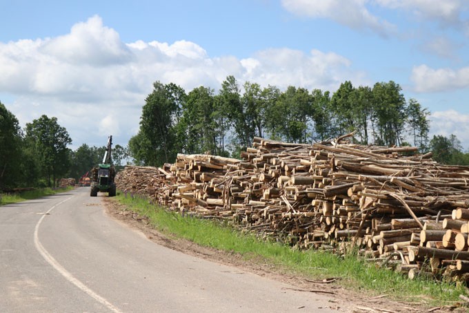 На разработке ветровалов в Мстиславском районе работает техника из 31 лесхоза Беларуси
