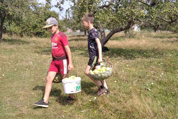 Школьники района собирают яблоки и сдают их на переработку