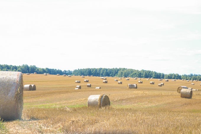 Аграрии Мстиславского района обмолотили 32,8% хлебной нивы