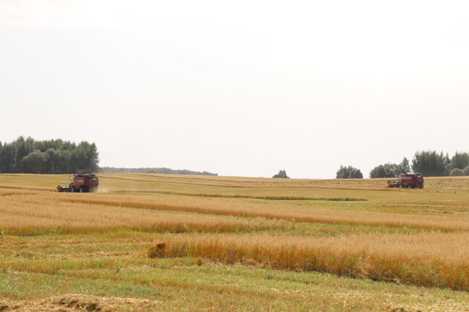 Хлеборобы района обмолотили около 80% площадей зерновых культур