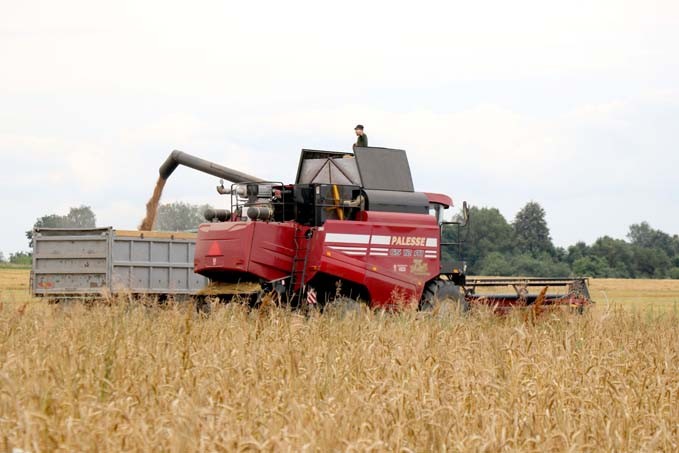 В ОАО «Заболотье-агростандарт» с полей убирают озимую пшеницу. Фоторепортаж
