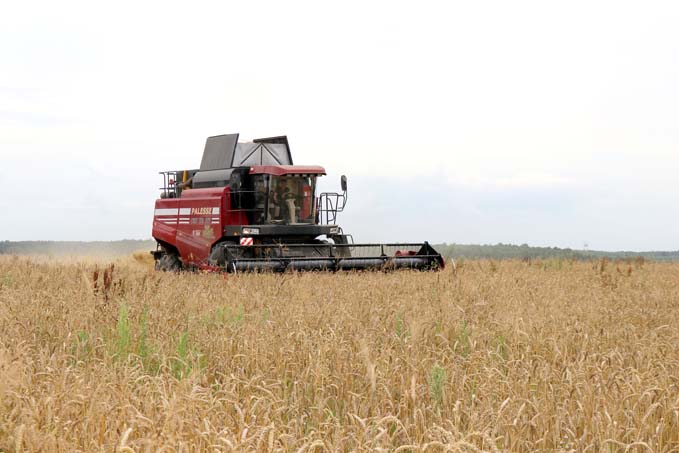 В ОАО «Заболотье-агростандарт» с полей убирают озимую пшеницу. Фоторепортаж