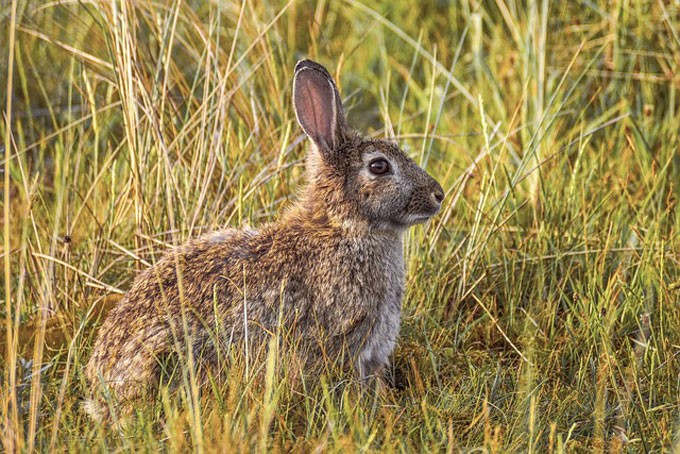 Охота на зайца открывается с 1 октября. Узнали правила, которые нужно соблюдать охотникам