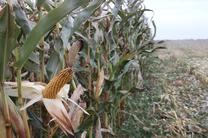 Сельхозпредприятия района активными темпами ведут уборку кукурузы