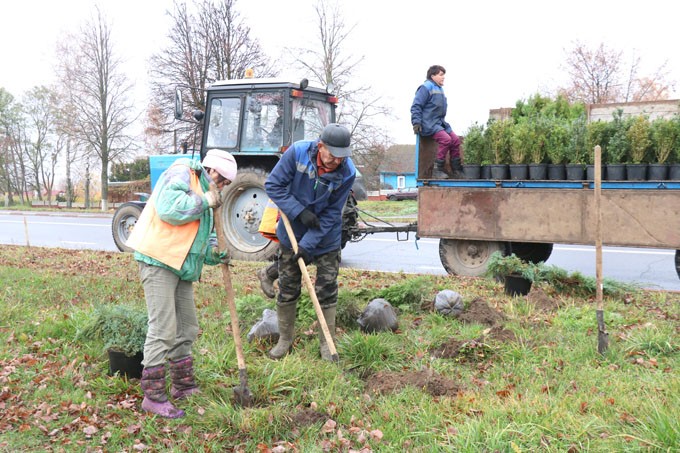 Узнали, сколько деревьев высадили в Мстиславле в Единый день озеленения