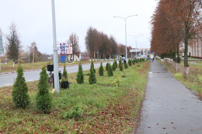 Узнали, сколько деревьев высадили в Мстиславле в Единый день озеленения