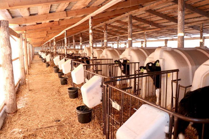 Как содержат крупный рогатый скот в ОАО «Заболотье-агростандарт»