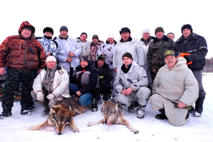 Чем закончилась охота на волков в Мстиславском районе