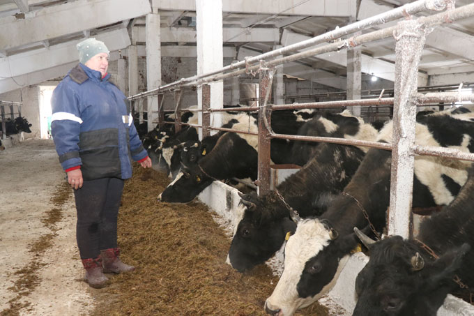160 голов коров в ОАО «Натопа-Агро» перевели на содержание в отремонтированное помещение