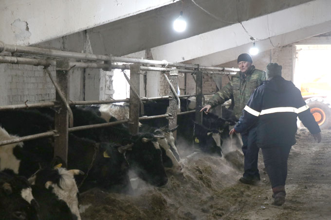 160 голов коров в ОАО «Натопа-Агро» перевели на содержание в отремонтированное помещение