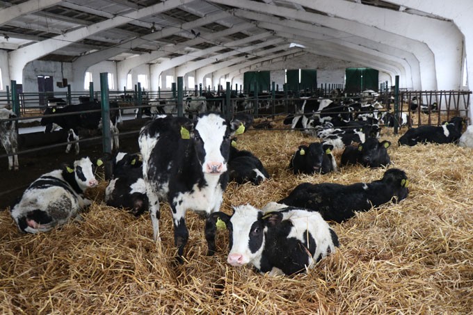 Надои и товарность молока, привесы КРС. Мстиславские животноводы подвели итоги работы за январь и февраль
