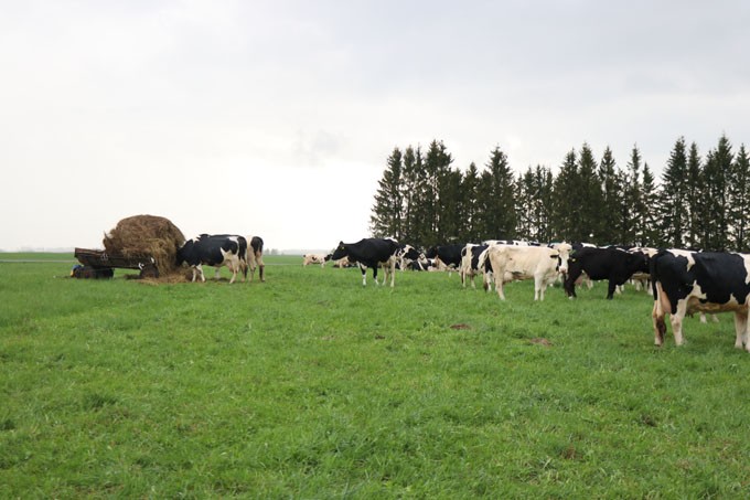 Молоко на весенних травах. Как животноводы организуют пастбищное содержание КРС