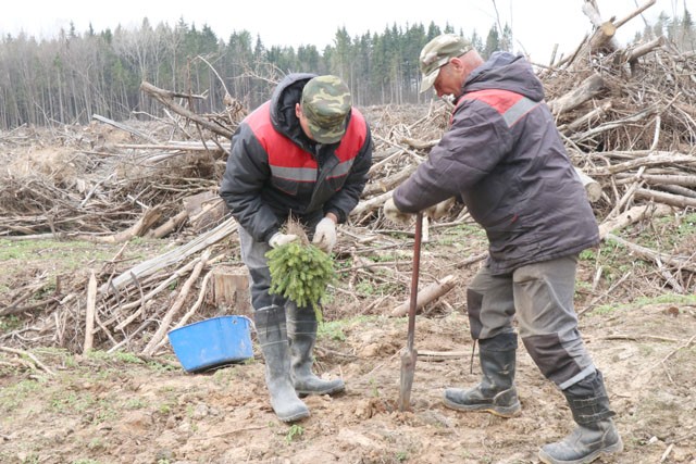 Посмотрите, как жители района и лесники принимают участие в экологической акции "Неделя леса"
