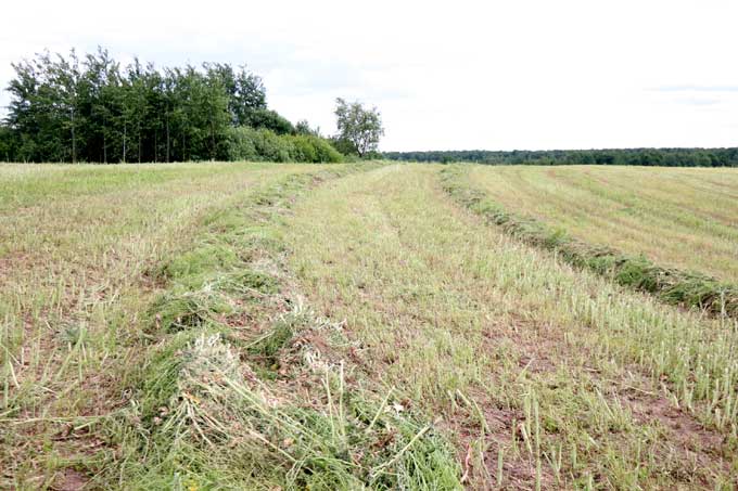 Сельхозпредприятия района заготовили более 12 с половиной тысяч тонн сенажа