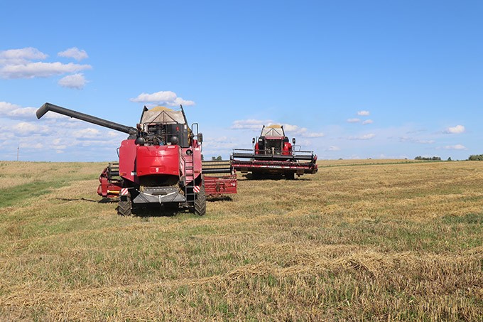 Аграрии Мстиславщины убрали первые сотни гектаров зерновых