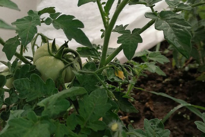 Подкормка томатов во время цветения. Секрет успешного урожая