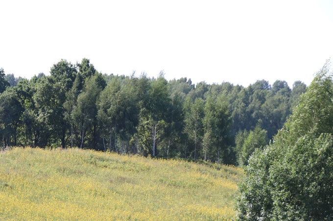Зелёное золото белорусских просторов. Почему его важно беречь и приумножать